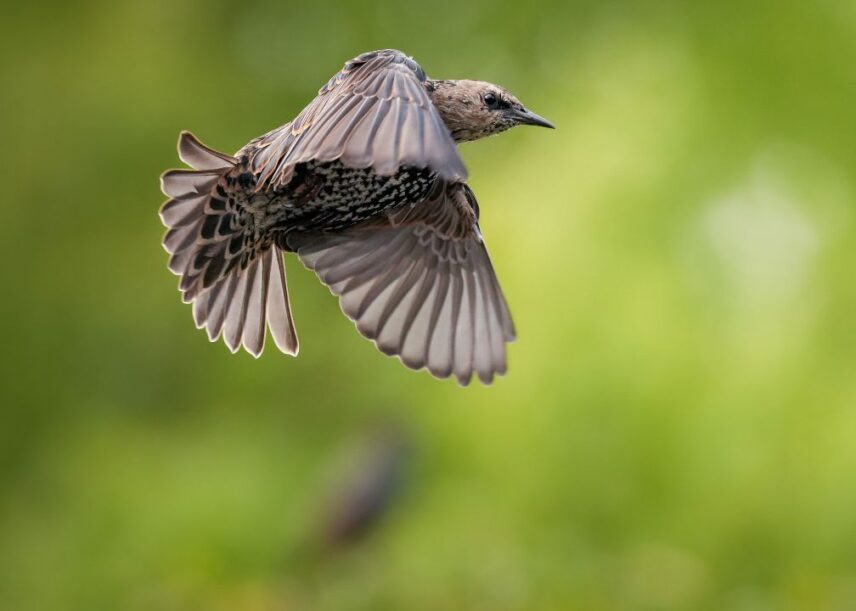 Kevad tärkab: millise kaamera ja objektiiviga on kõige parem loodusesse minna?