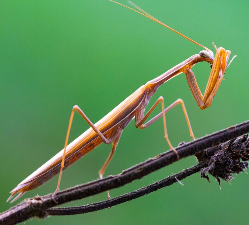 Uus tase makrofotograafias: Sony uus G Master 100mm f/2.8 toob silmale nähtamatu maailma käeulatusse